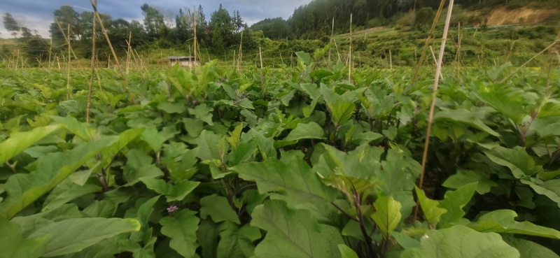 秋茄子上市