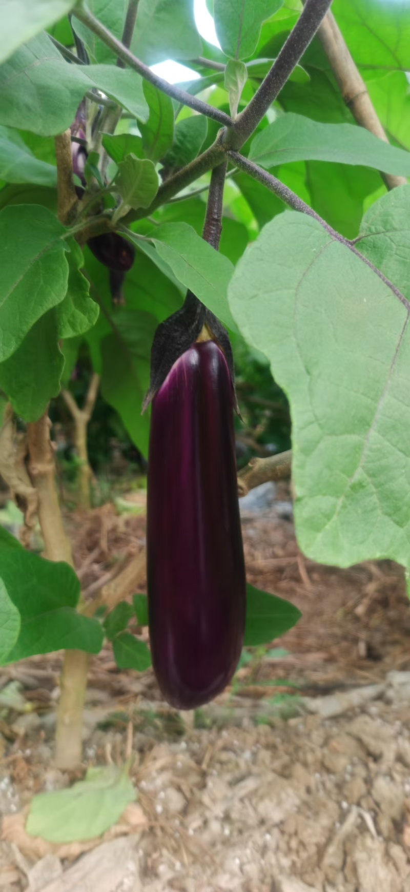 秋茄子上市