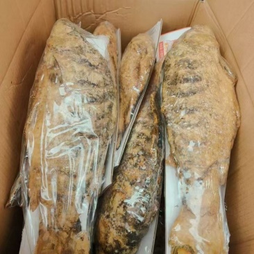 油炸大鲤鱼