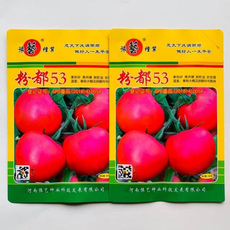 豫艺粉都53番茄种子无限生长型抗性强耐低温性好粉红果西红