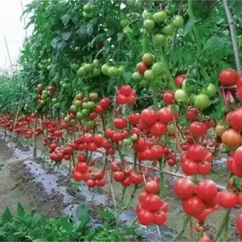豫艺粉都53番茄种子无限生长型抗性强耐低温性好粉红果西红