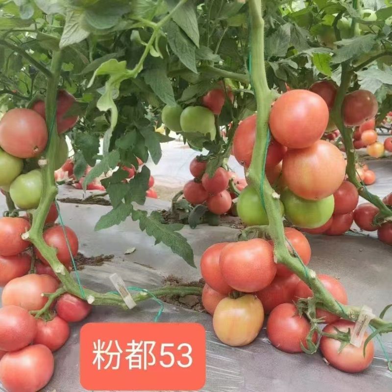 豫艺粉都53番茄种子无限生长型抗性强耐低温性好粉红果西红