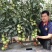 豫艺粉都53番茄种子无限生长型抗性强耐低温性好粉红果西红