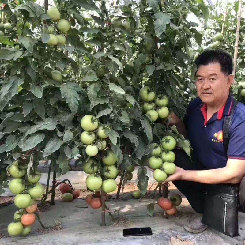 豫艺粉都53番茄种子无限生长型抗性强耐低温性好粉红果西红