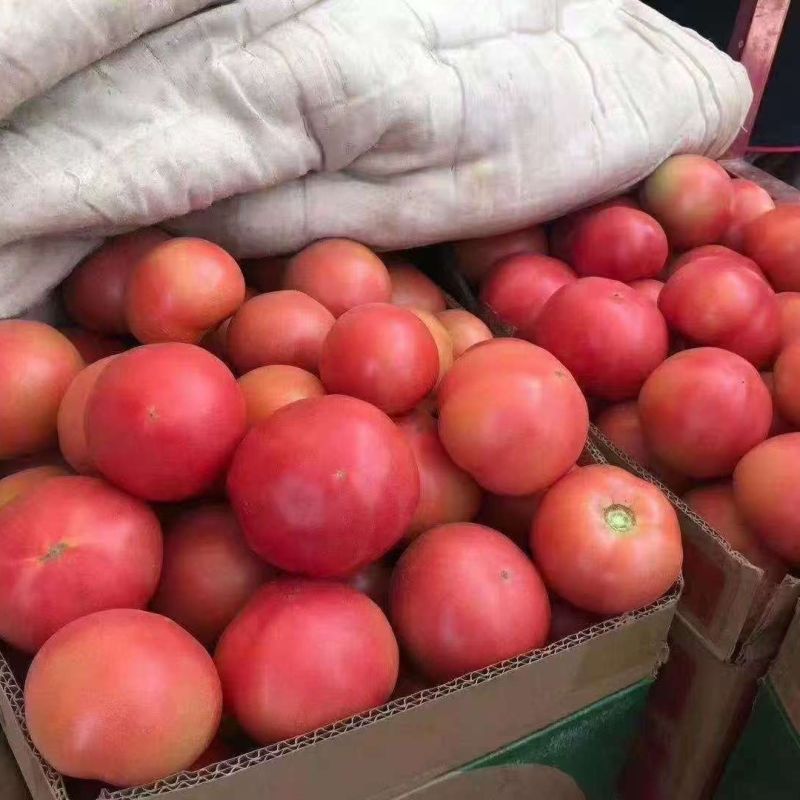 豫艺粉都53番茄种子无限生长型抗性强耐低温性好粉红果西红