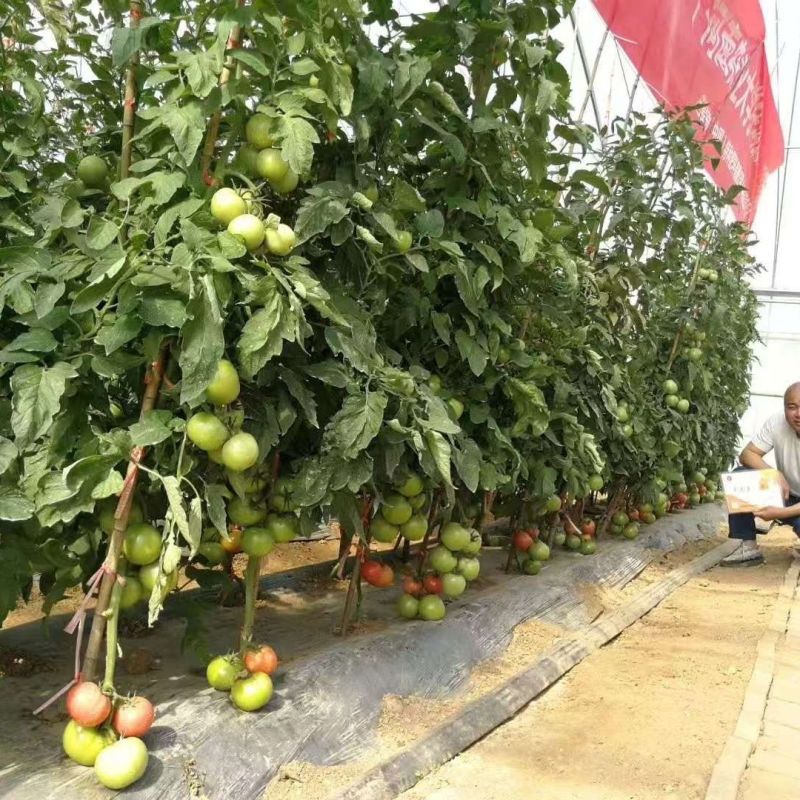 豫艺粉都53番茄种子无限生长型抗性强耐低温性好粉红果西红
