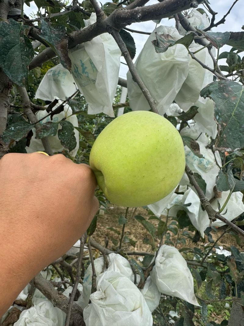 烟台土岐和明月苹果