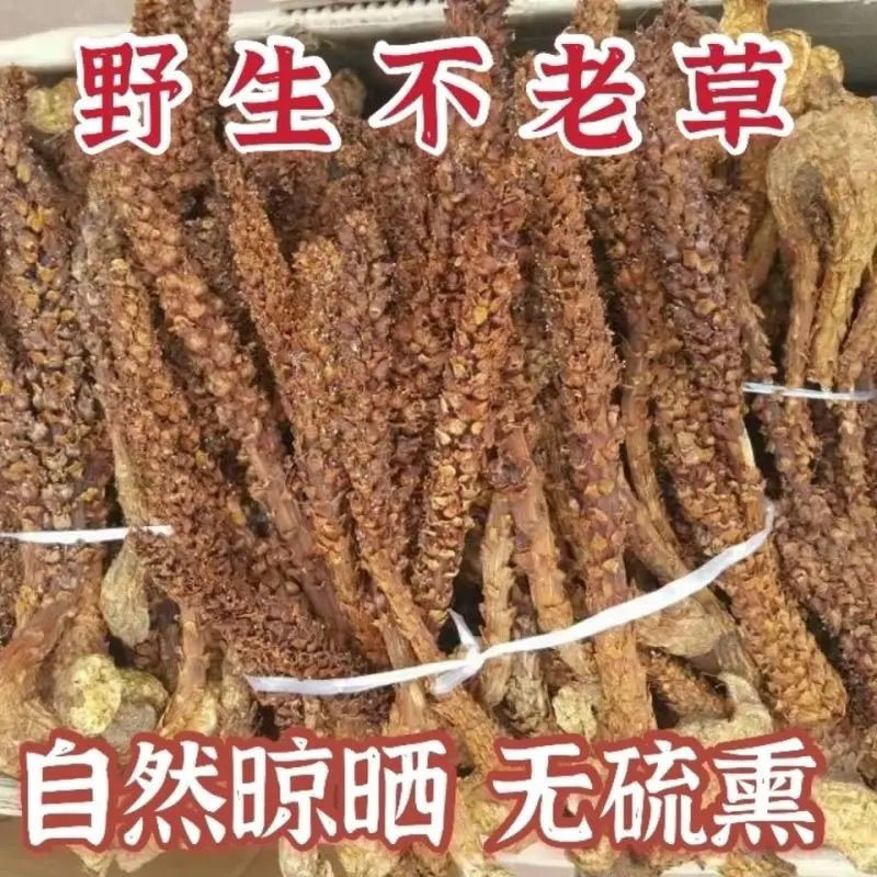 野生不老草回春草泡酒料泡水野生中药材炖鸡煲汤当季新货多省