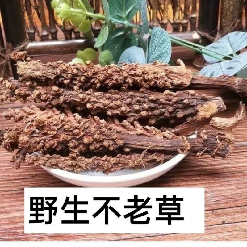野生不老草回春草泡酒料泡水野生中药材炖鸡煲汤当季新货多省