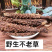 野生不老草回春草泡酒料泡水野生中药材炖鸡煲汤当季新货多省