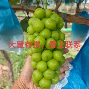 阳光玫瑰，还大量有货，价格可谈量大优惠欢迎合作