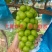 阳光玫瑰，还大量有货，价格可谈量大优惠欢迎合作