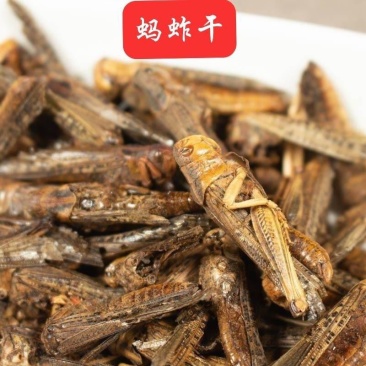 中药野生蚂蚱干货批发烘干蚂蚱蚂蚱干中药蚂蚱蝗虫干鸟
