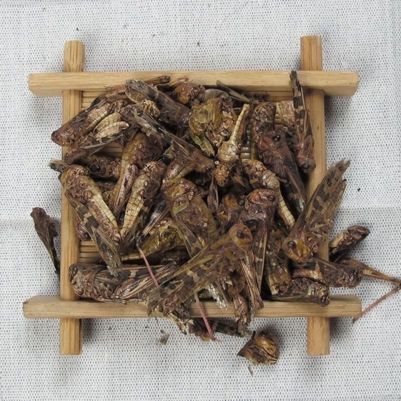 中药野生蚂蚱干货批发烘干蚂蚱蚂蚱干中药蚂蚱蝗虫干鸟