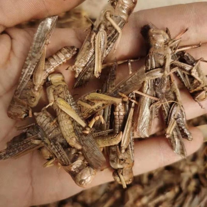 中药野生蚂蚱干货批发烘干蚂蚱蚂蚱干中药蚂蚱蝗虫干鸟