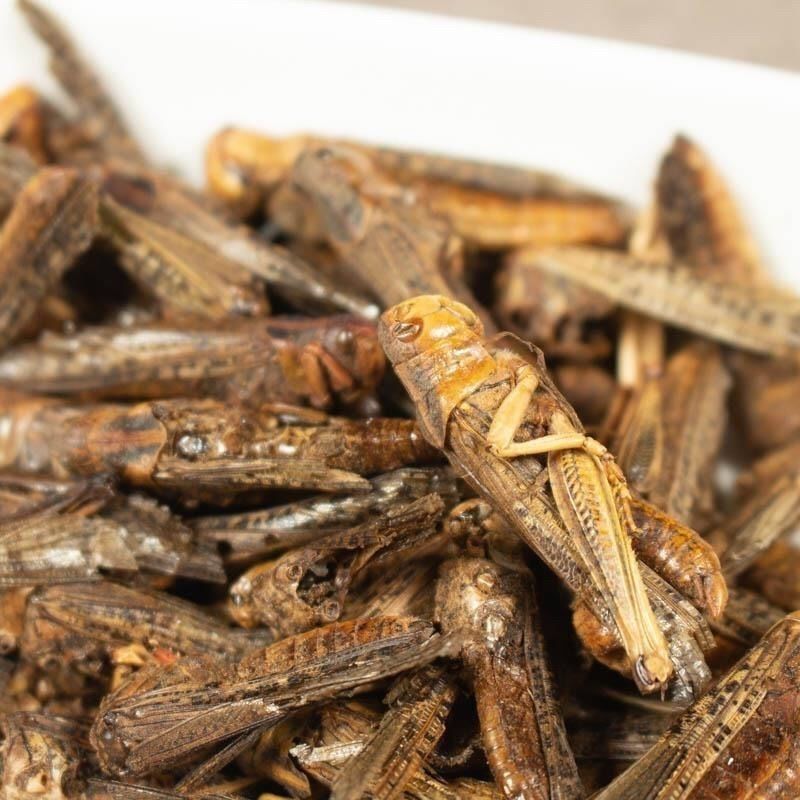 中药野生蚂蚱干货批发烘干蚂蚱蚂蚱干中药蚂蚱蝗虫干鸟
