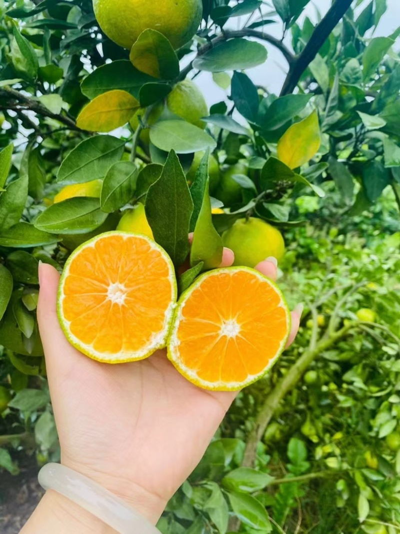 常德石门蜜桔