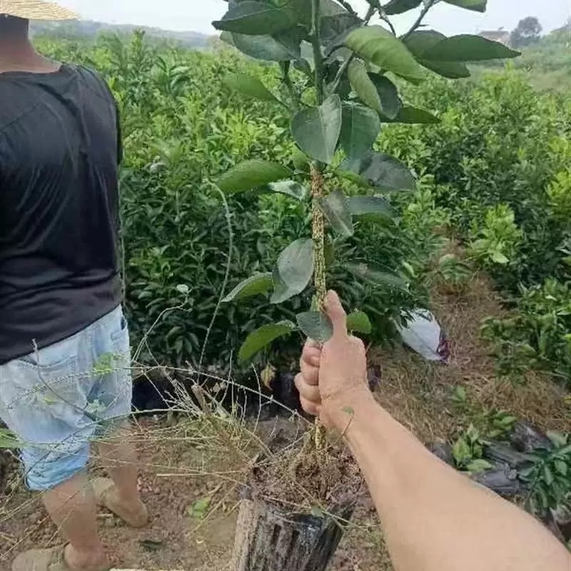 湖北宜昌纽荷尔脐橙苗一年苗两年苗三年苗直径1-3公分