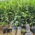 湖北宜昌纽荷尔脐橙苗一年苗两年苗三年苗直径1-3公分