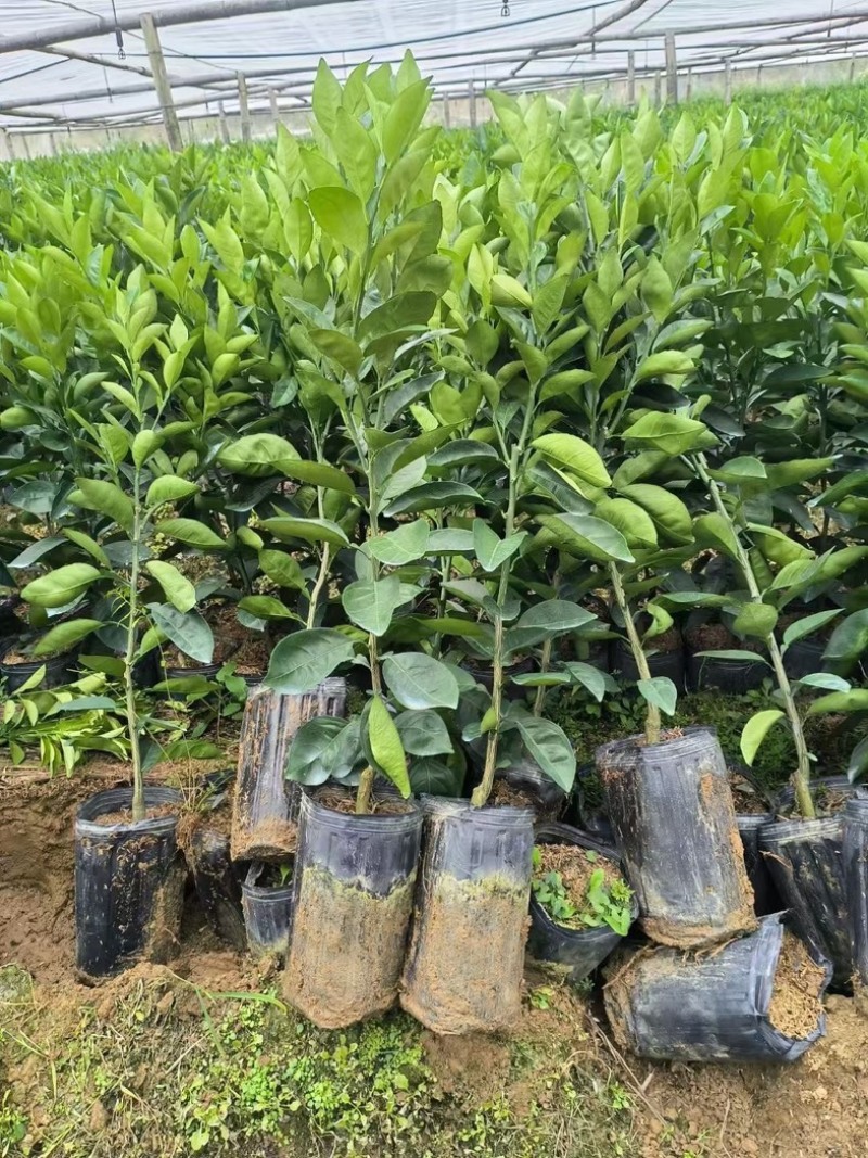 湖北宜昌纽荷尔脐橙苗一年苗两年苗三年苗直径1-3公分