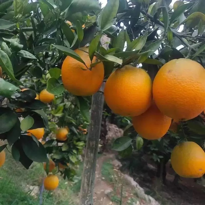 湖北宜昌纽荷尔脐橙苗一年苗两年苗三年苗直径1-3公分