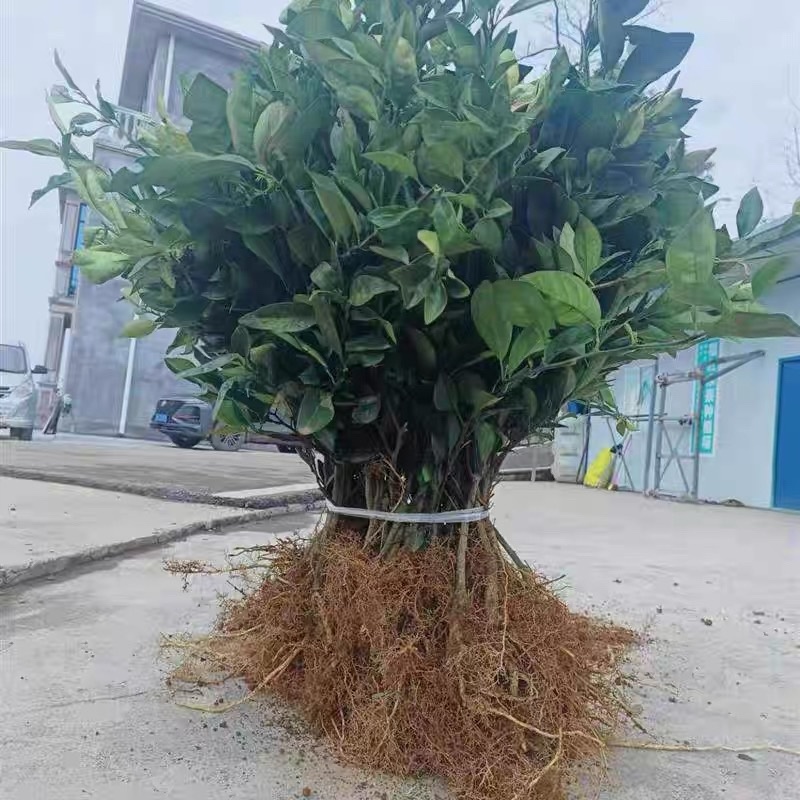 湖北宜昌纽荷尔脐橙苗一年苗两年苗三年苗直径1-3公分
