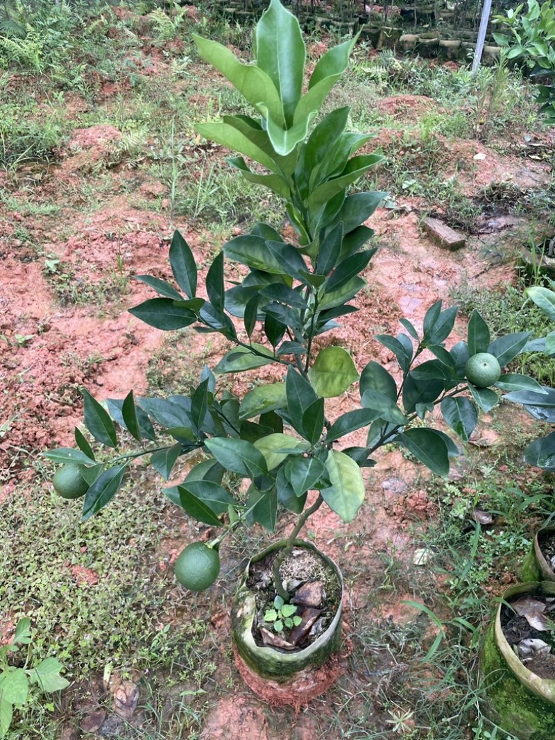 湖北宜昌纽荷尔脐橙苗一年苗两年苗三年苗直径1-3公分