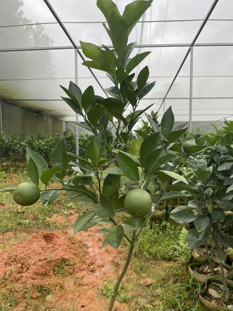 湖北宜昌纽荷尔脐橙苗一年苗两年苗三年苗直径1-3公分