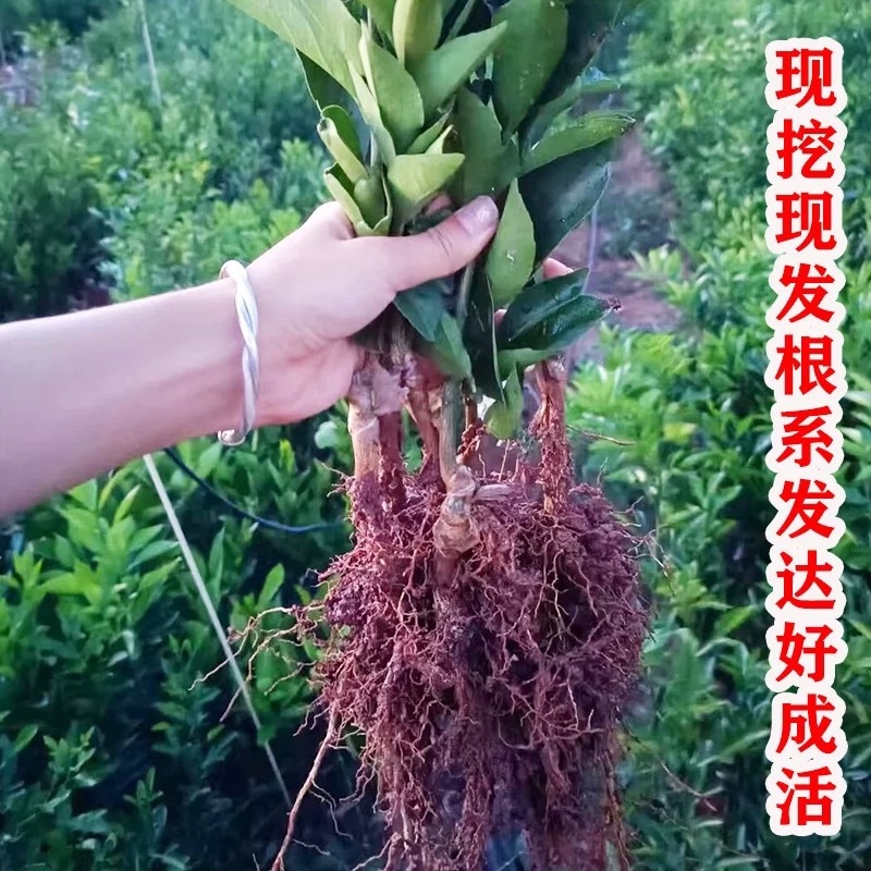 湖北宜昌纽荷尔脐橙苗一年苗两年苗三年苗直径1-3公分