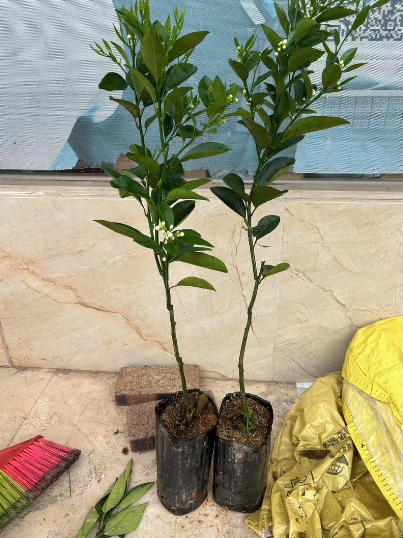 湖北宜昌纽荷尔脐橙苗一年苗两年苗三年苗直径1-3公分