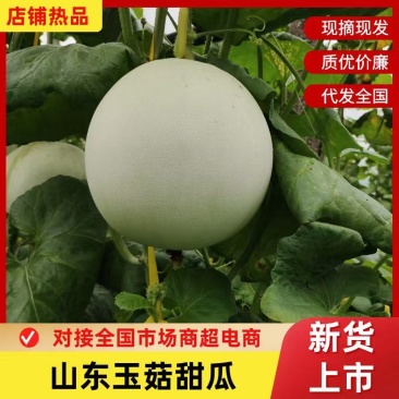 山东潍坊昌乐尧沟大棚玉菇甜瓜产地供应～全国发货