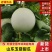山东潍坊昌乐尧沟大棚玉菇甜瓜产地供应～全国发货