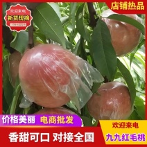 超越二号，秦王，超越，红不软等各种毛桃产地直供