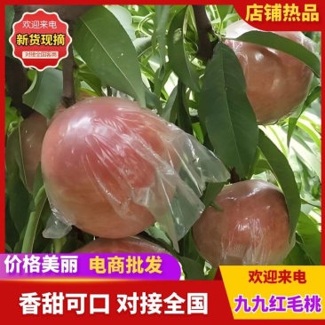 毛桃/春美，春雪蜜，霸王脆，中桃九号等各种毛桃大量上市。
