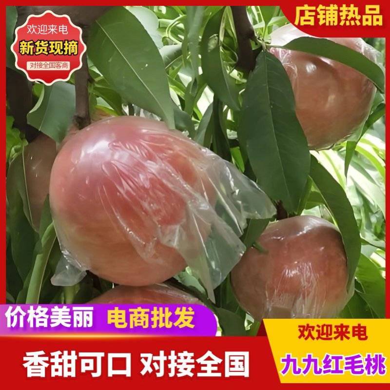 毛桃/春美，春雪蜜，霸王脆，中桃九号等各种毛桃大量上市。