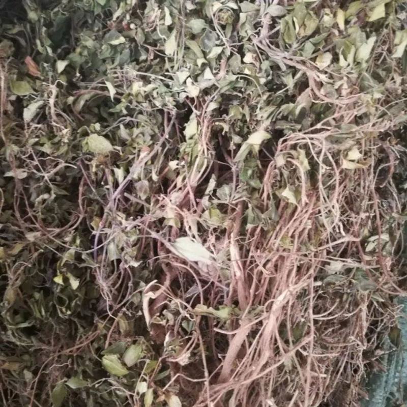 地菍草中草药材埔地念草地稔根地捻草铺地锦紫