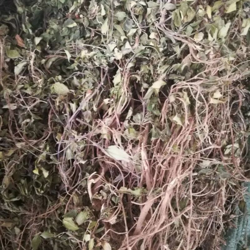 地菍草中草药材埔地念草地稔根地捻草铺地锦紫