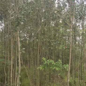 桢楠