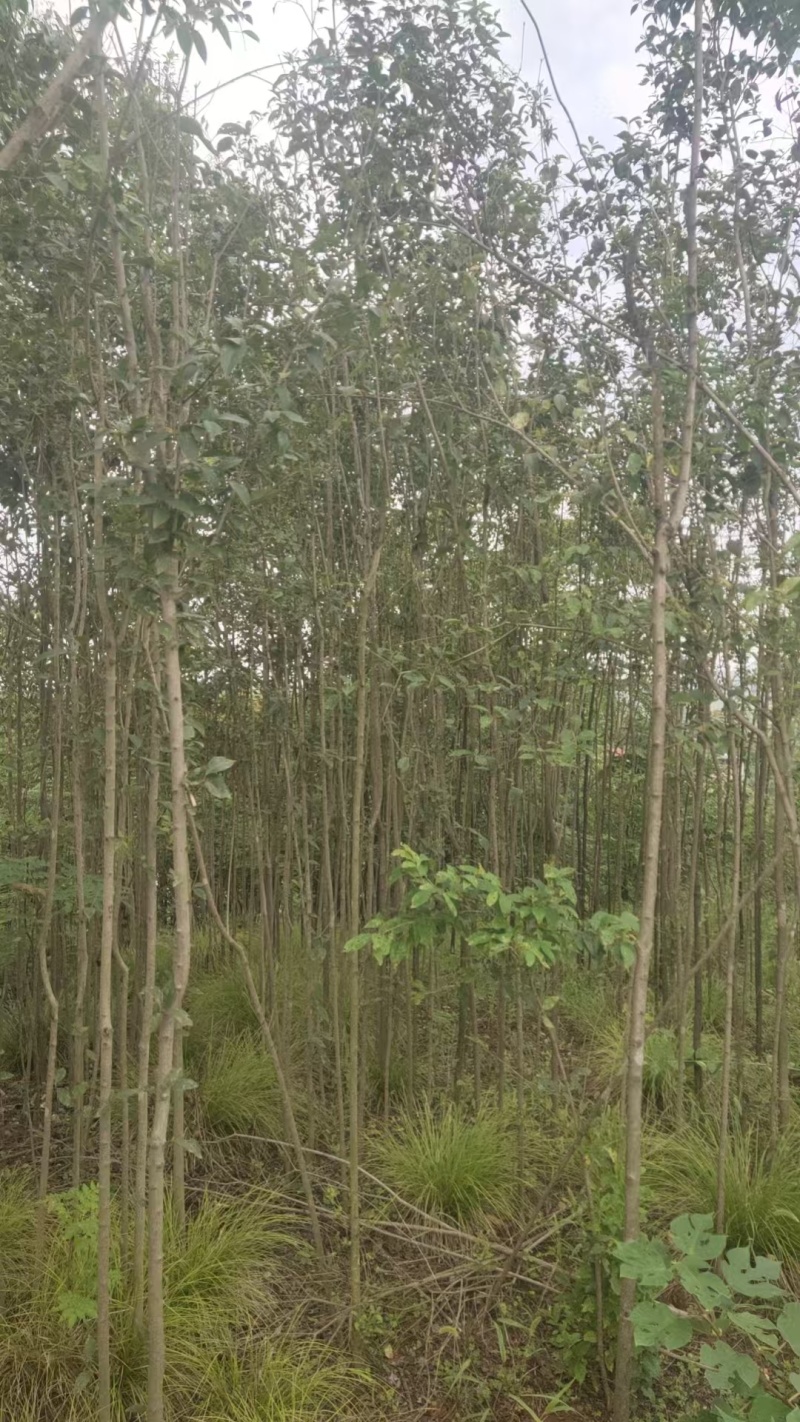 桢楠