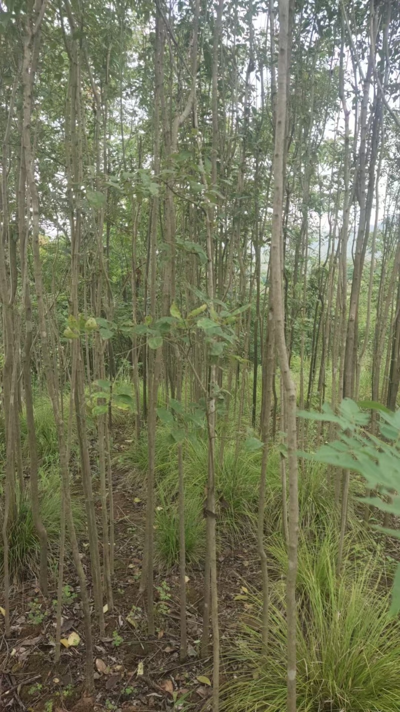 桢楠