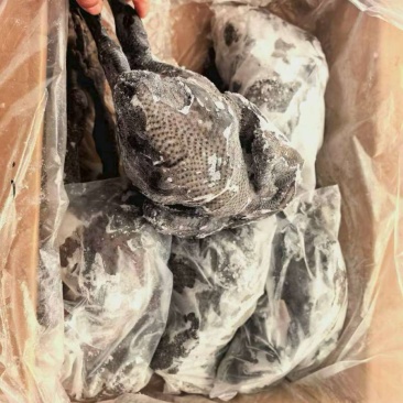 乌鸡