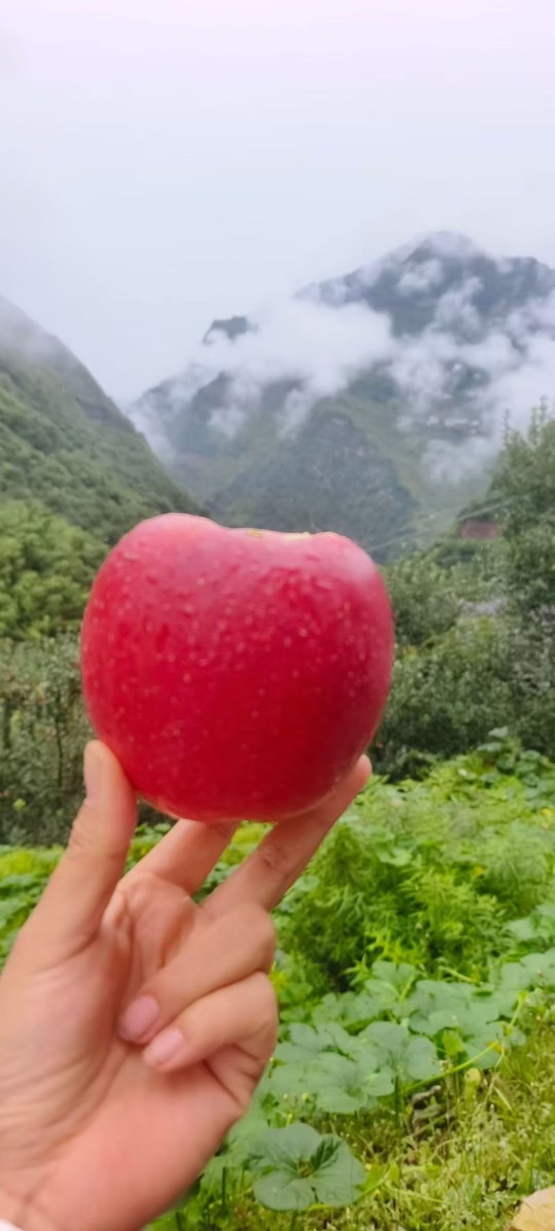 汉源糖心苹果