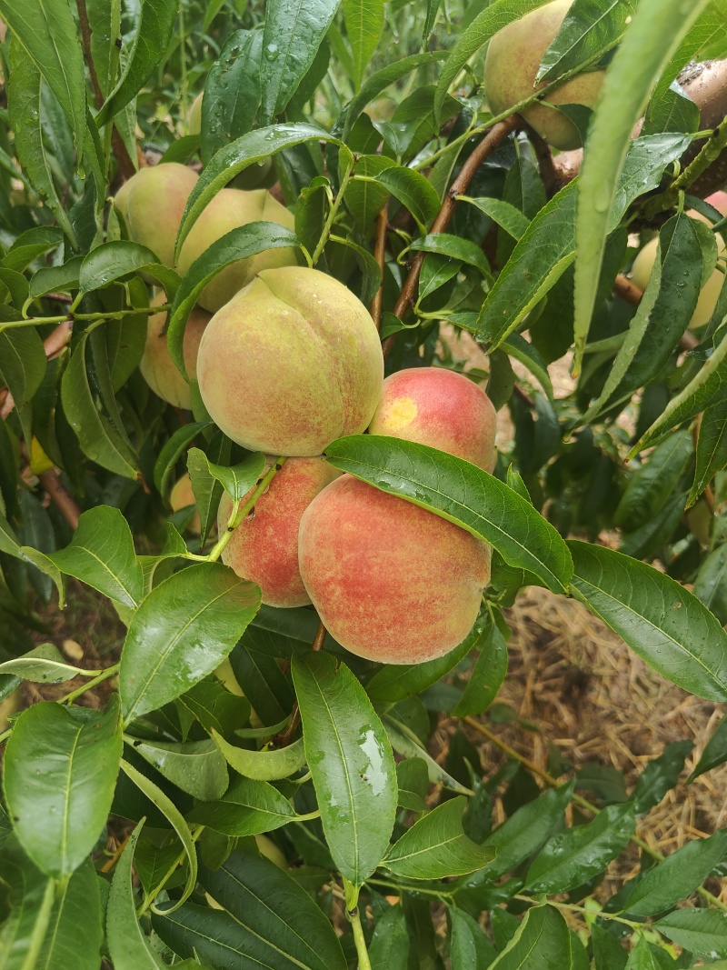 嘎嘎脆嘎嘎甜的金秋红蜜