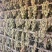 新疆绿香妃葡萄干大量上市产地直发品质保证全国发货