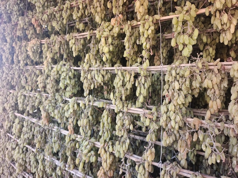 新疆绿香妃葡萄干大量上市产地直发品质保证全国发货