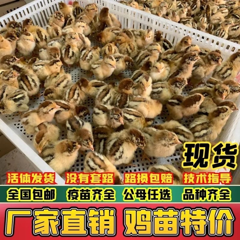 高产麻羽绿壳蛋鸡农家散养下蛋鸡