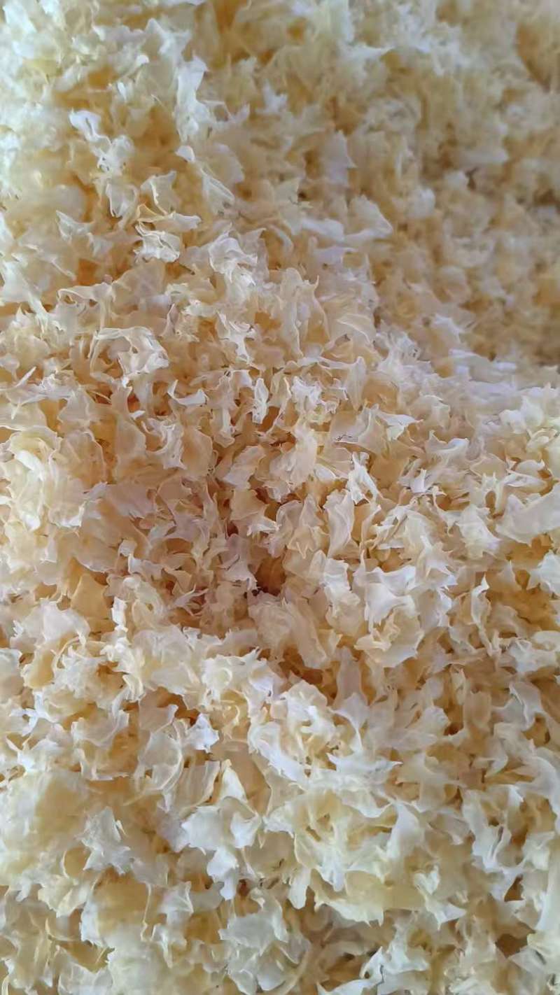 古田雪花银耳碎花大量现货厂地直销规格齐全全国发货欢迎合作
