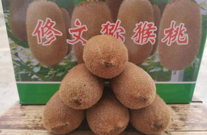 贵州猕猴桃贵长猕猴桃修文猕猴桃基地直供量大从优