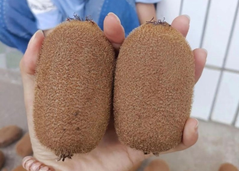 贵州猕猴桃贵长猕猴桃修文猕猴桃基地直供量大从优