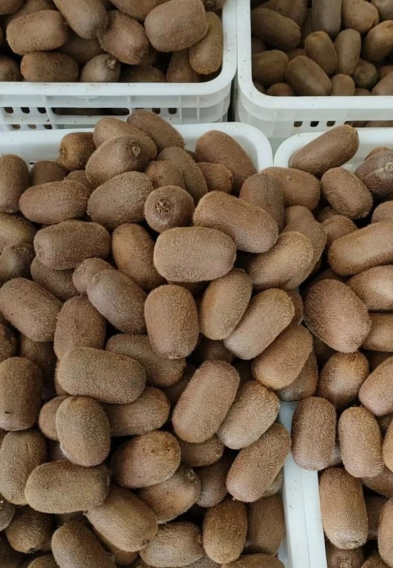 贵州猕猴桃贵长猕猴桃修文猕猴桃基地直供量大从优